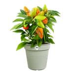 green basics pot de culture 21cm vert pierre